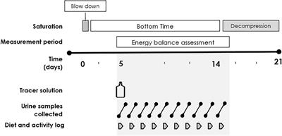 The Assessment of Daily Energy Expenditure of Commercial Saturation Divers Using Doubly Labelled Water